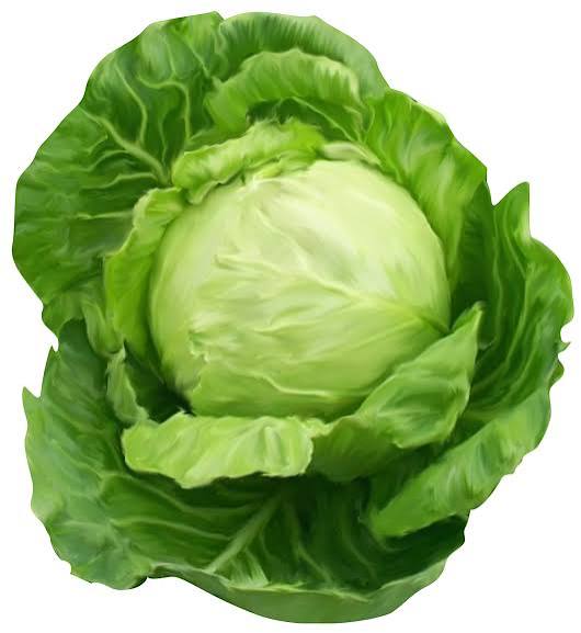 Fresh Green Cabbage