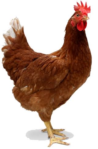 Broiler