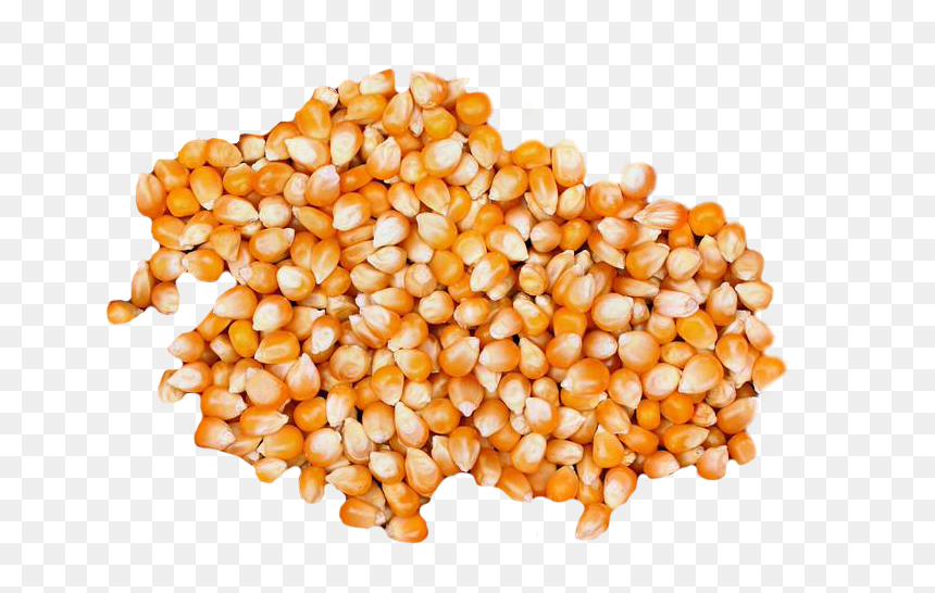 Maize