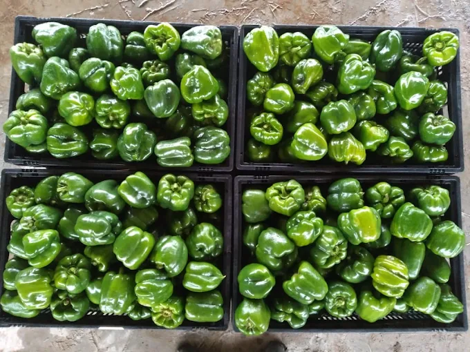 bell peppers