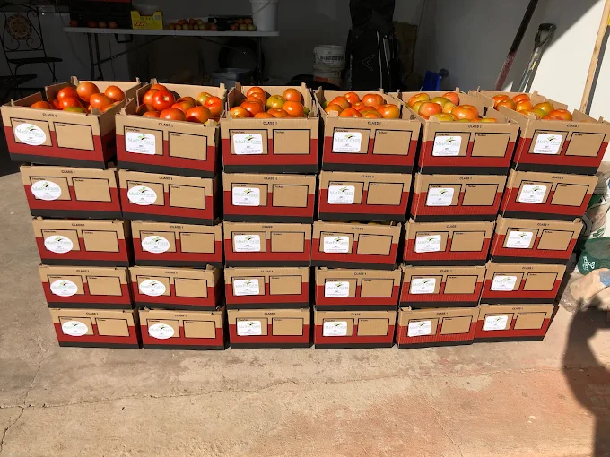 box of tomatoes