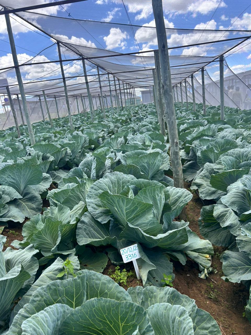 Cabbage crops in shade tunnel