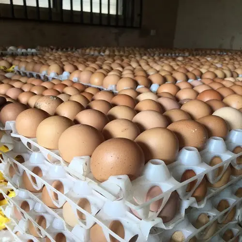 Jumbo Eggs