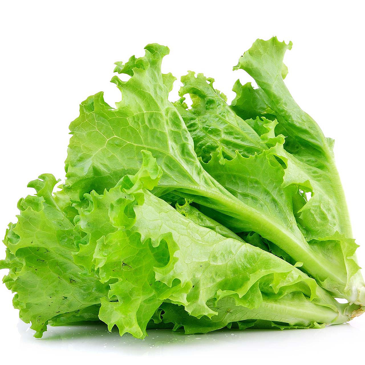 Lettuce Head